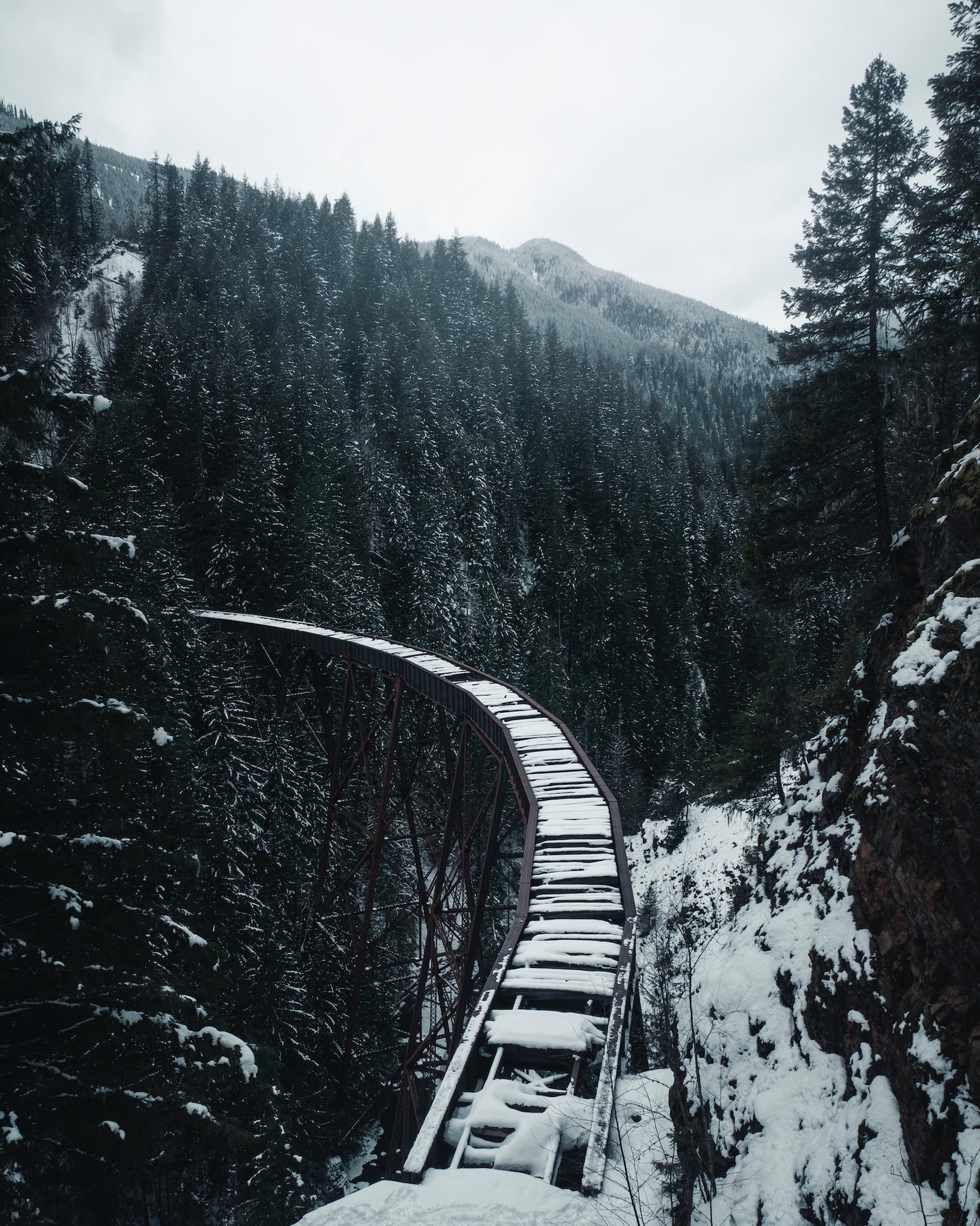 Snowy Woods